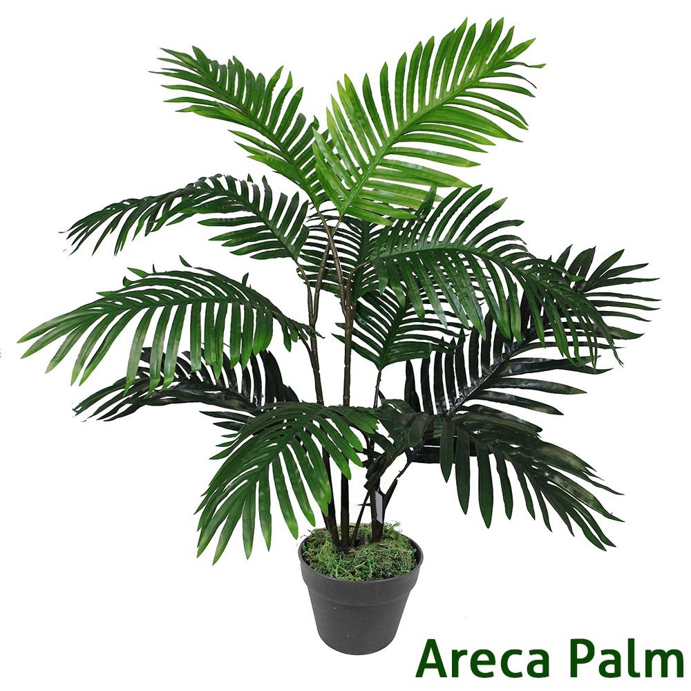 ARECA PALM