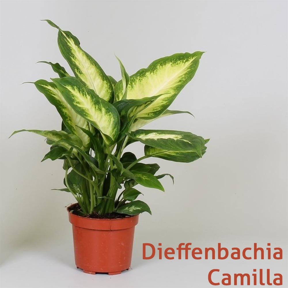 DIEFFENBACHIA CAMILLA